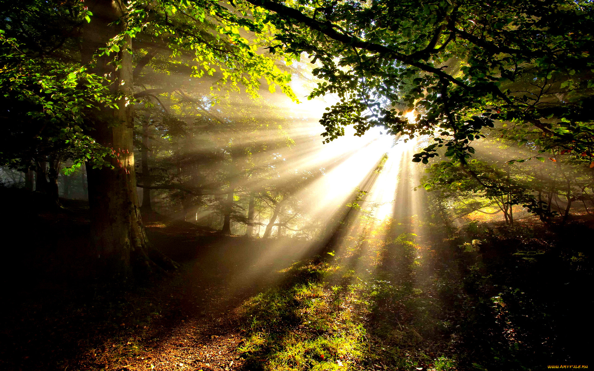 Лучик солнца блеснул из за леса. Лучи солнца. "Солнце в лесу". Рассвет лучи солнца. Солнце сквозь деревья.